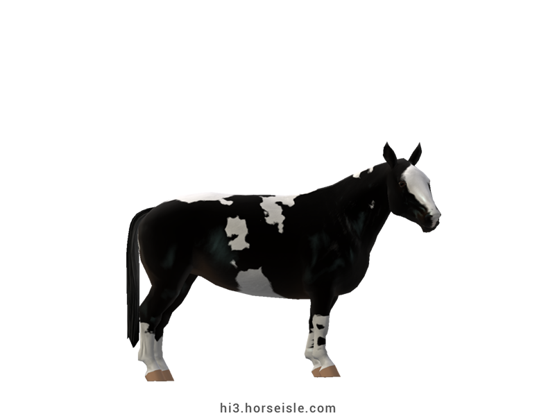 Cow-pony Holstein Sooty Ebony Black Tobiano Coat